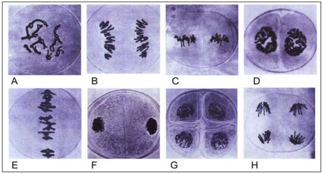 Transfert de l’information génétique au cours de la reproduction sexuée